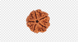 Rudraksha
